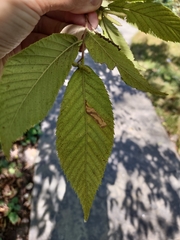 Caloptilia ostryaeella