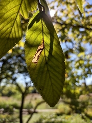 Caloptilia ostryaeella