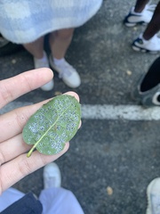 Tetraleurodes perileuca