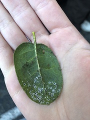 Tetraleurodes perileuca