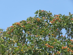 Erythrina fusca