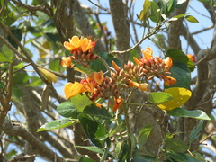 Erythrina fusca