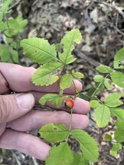 Rosa carolina