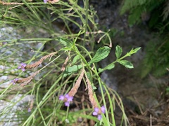 Verbena brasiliensis