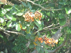 Erythrina fusca