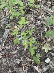 Rosa carolina