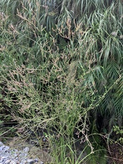 Verbena brasiliensis