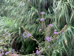 Verbena brasiliensis