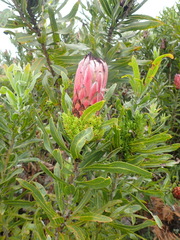Protea neriifolia