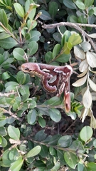 Rothschildia jacobaeae