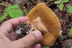 Boletus aereus