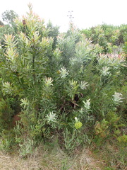Protea neriifolia