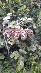 Rothschildia jacobaeae