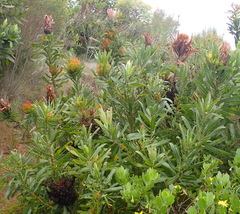 Protea neriifolia