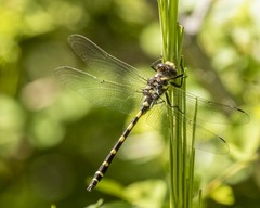 Cordulegaster dorsalis