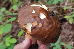 Boletus aereus