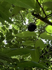 Annona squamosa