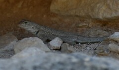 Sceloporus merriami