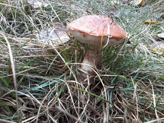 Leccinum aurantiacum