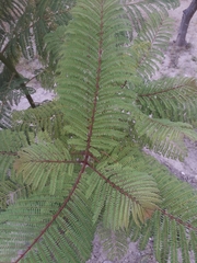 Jacaranda mimosifolia