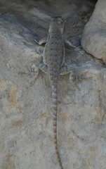 Sceloporus merriami