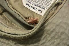Cyphoderris monstrosa