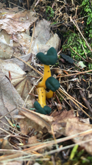 Leotia viscosa