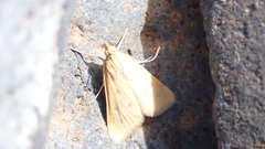 Achyra nudalis