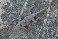 Sceloporus merriami