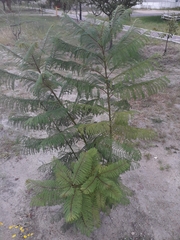 Jacaranda mimosifolia