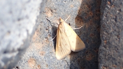 Achyra nudalis