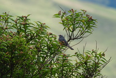 Pseudosaltator rufiventris