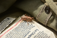 Cyphoderris monstrosa