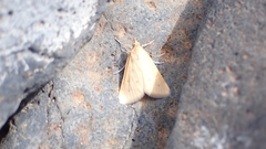 Achyra nudalis
