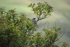 Pseudosaltator rufiventris