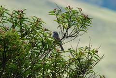 Pseudosaltator rufiventris
