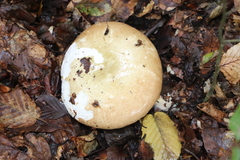 Russula ochroleuca