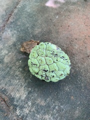 Annona squamosa