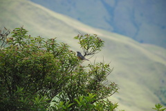 Pseudosaltator rufiventris