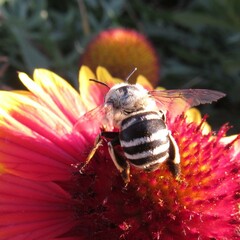 Amegilla quadrifasciata