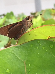 Asbolis capucinus