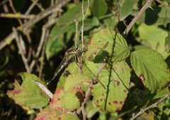 Chalcolestes parvidens