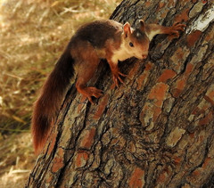 Sciurus vulgaris