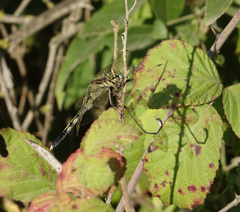 Chalcolestes parvidens