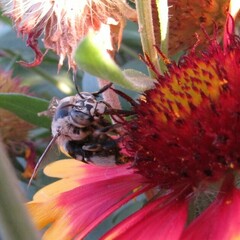 Amegilla quadrifasciata