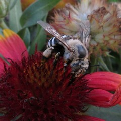 Amegilla quadrifasciata