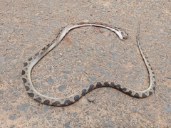 Leptodeira ashmeadii