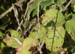 Chalcolestes parvidens