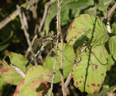 Chalcolestes parvidens