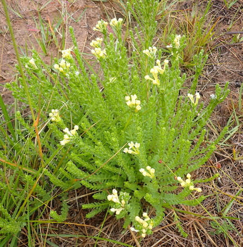 Image of Gnidia chrysophylla by (c) Nicola van Berkel, some rights reserved (CC BY-SA)